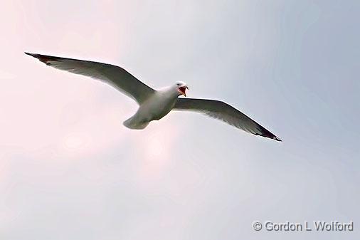 Gull In Flight_DSCF00764.jpg - Photographed at Ottawa, Ontario, Canada.